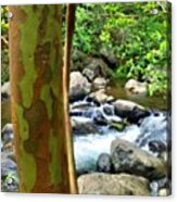 #palmtree #paradise #picoftheday #maui #15 Acrylic Print