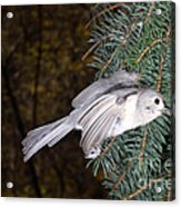 Tufted Titmouse In Flight #15 Acrylic Print