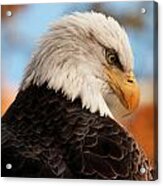 Bald Eagle #2 Acrylic Print