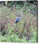 Belted Kingfisher #2 Acrylic Print