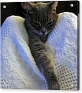 Lucy At Rest #2 Acrylic Print