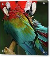 2 Red Macaws Acrylic Print