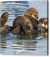 Sea Otter Mother And Pup Elkhorn Slough Acrylic Print