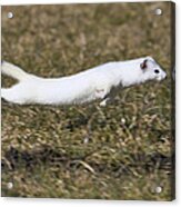 Short-tailed Weasel Mustela Erminea #2 Acrylic Print