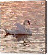 Swan In The Lake #2 Acrylic Print