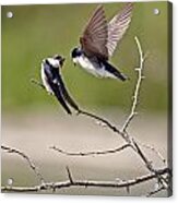 Tree Swallows #2 Acrylic Print