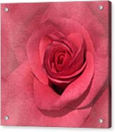 Vintage Pink Rose #2 Acrylic Print