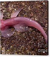 Waterfall Climbing Loach #2 Acrylic Print