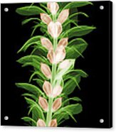 X-ray Of An Acanthus Flower #2 Acrylic Print