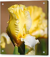 Yellow And White Iris Acrylic Print