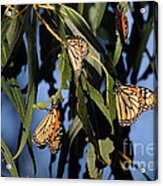 Butterflies #20 Acrylic Print