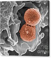 Methicillin-resistant Staphylococcus #24 Acrylic Print
