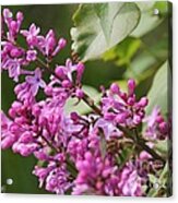 Common Purple Lilac #2 Acrylic Print