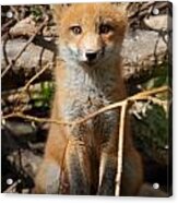 Fox  #3 Acrylic Print