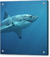 Great White Shark Carcharodon #3 Acrylic Print