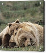 Grizzly Bear Ursus Arctos Horribilis #3 Acrylic Print