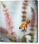 Honey Bee In Flight #3 Acrylic Print