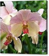 Orchid  #3 Acrylic Print