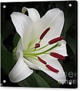 Oriental Lily Named Casa Blanca #3 Acrylic Print