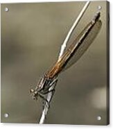 Red Bluet #3 Acrylic Print