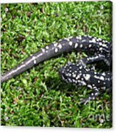 Slimy Salamander #3 Acrylic Print