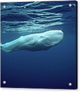 White Sperm Whale #2 Acrylic Print
