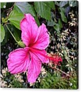 Tropical #flower #florida #webstagram #3 Acrylic Print