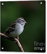 Chipping Sparrow #31 Acrylic Print