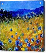 Blue Cornflowers Acrylic Print