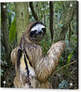 Brown-throated Three-toed Sloth #4 Acrylic Print
