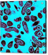 Coxiella Burnetii Bacteria, Tem #4 Acrylic Print