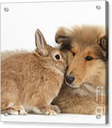 Rough Collie Pup With Rabbit #4 Acrylic Print