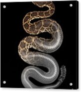 X-ray Of Southern Pacific Rattlesnake Acrylic Print