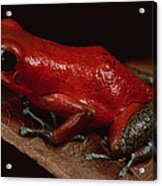 Strawberry Poison Dart Frog Dendrobates Acrylic Print