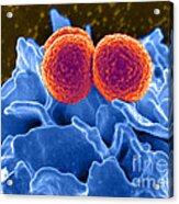 Methicillin-resistant Staphylococcus #45 Acrylic Print