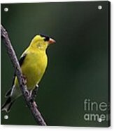 American Goldfinch #46 Acrylic Print