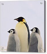 Emperor Penguin Aptenodytes Forsteri #5 Acrylic Print