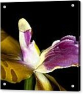 Exotic Orchid Flower #5 Acrylic Print