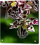 Exotic Orchids Of C Ribet #5 Acrylic Print