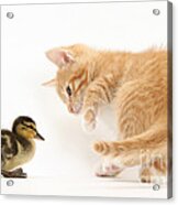 Ginger Kitten And Mallard Duckling #5 Acrylic Print