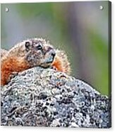 Marmot #5 Acrylic Print