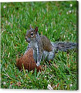 5- Put The Squirrel In The Coconut Acrylic Print