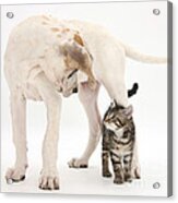 Tabby Kitten & Great Dane Pup #5 Acrylic Print