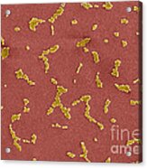 Acinetobacter Baumannii Bacteria, Sem #6 Acrylic Print