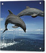 Bottlenose Dolphin Tursiops Truncatus #6 Acrylic Print