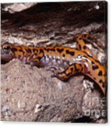 Cave Salamander #7 Acrylic Print