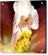 Exotic Orchid Flower #7 Acrylic Print