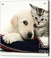 Puppy And Kitten #20 Acrylic Print