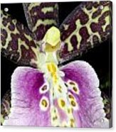 Exotic Orchid Flower #8 Acrylic Print