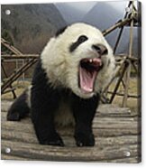 Giant Panda Ailuropoda Melanoleuca #8 Acrylic Print